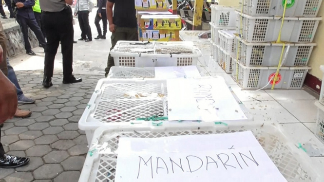 Polisi Pelabuhan Bakauheni Gagalkan Penyelundupan Ribuan Burung Dilindungi