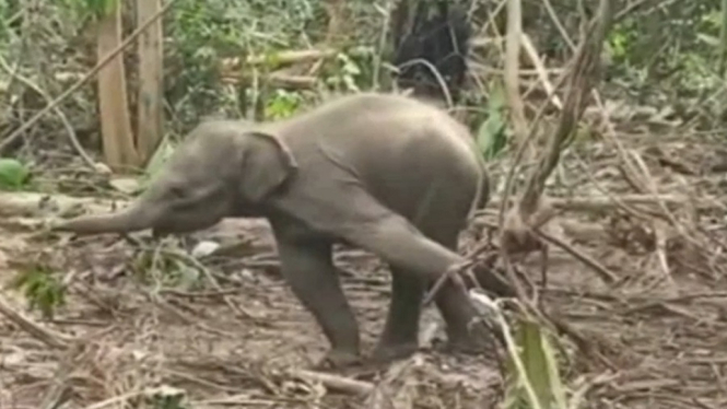 Anak Gajah Terjerat di Hutan Tanaman Industri Riau, Pelaku Pemburu Liar?