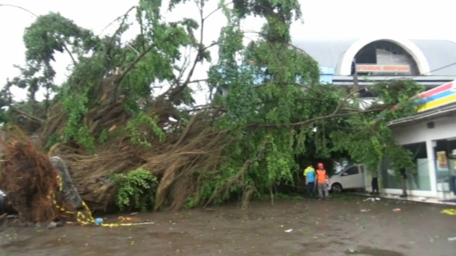 pohon beringin