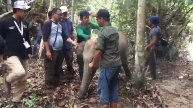 Seekor Anak Gajah Kena Jerat Pemburu, BKSDA Riau Lakukan Evakuasi