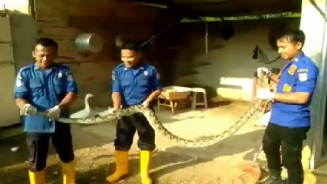 ular piton 3 meter 1