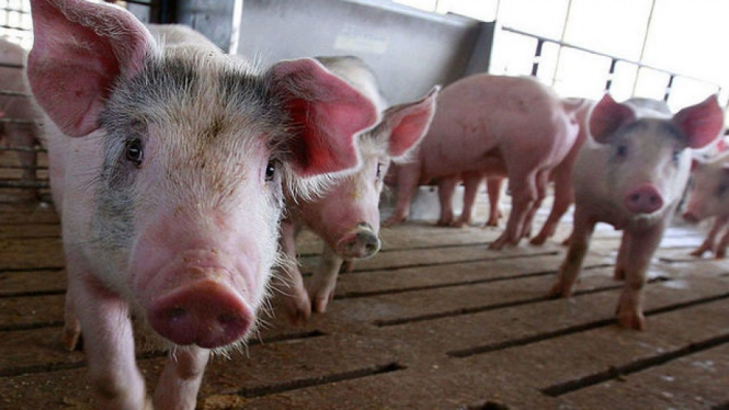 Mengenal Flu Babi, Virus yang Paling Ditakuti di Taiwan Saat Ini