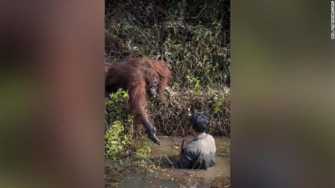 orangutan membantu manusia