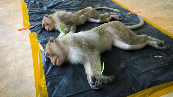 18 Monyet Jadi Tumbal Antivirus Corona, Nasibnya Memilukan
