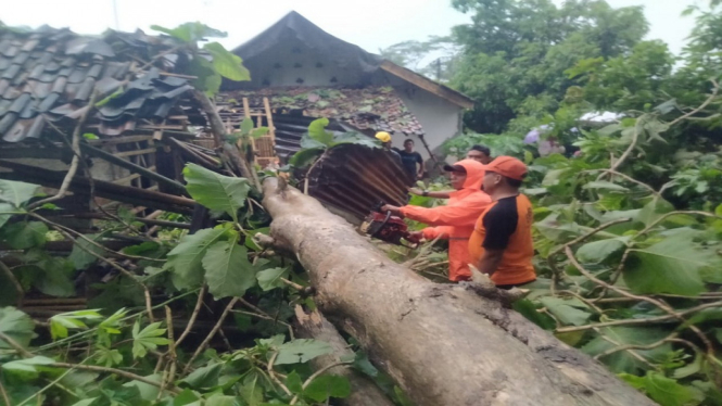 Pohon Tumbang