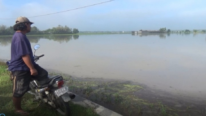 sawah terendam