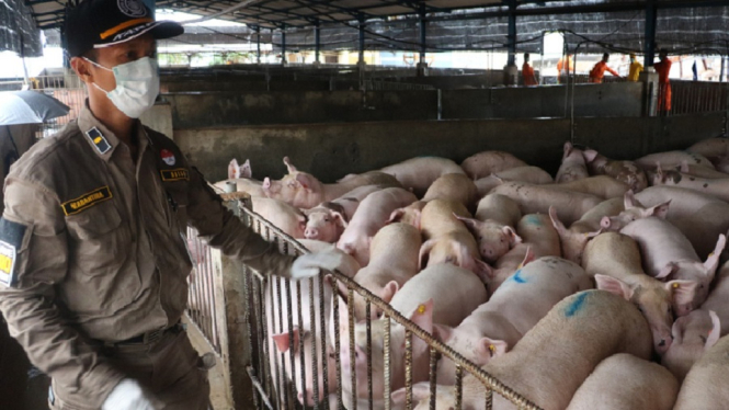 Berkah COVID-19, Ekspor Babi Meningkat Tajam (Foto:Badan Karantina Pertanian)