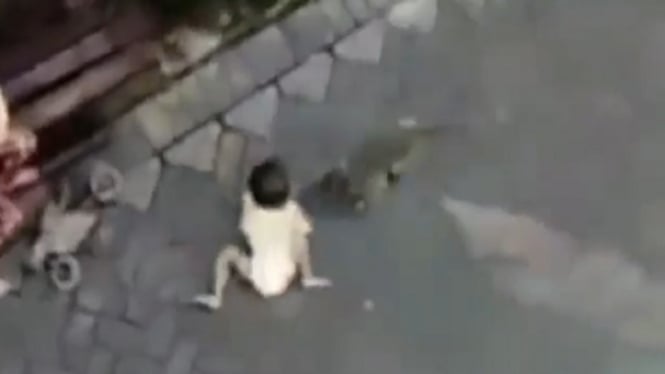 Video Menyeramkan Seekor Monyet Seret Anak Balita Jadi Sorotan Netizen Dunia (Foto TangkapLayar Video)