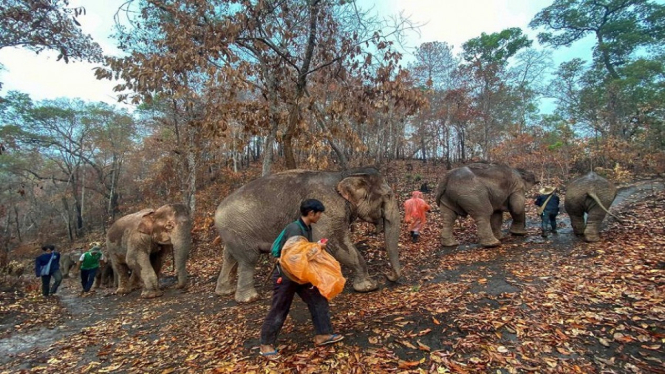 gajah digiring ke hutan
