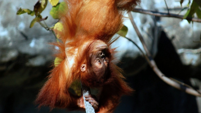 orangutanphoto-of-orangutan-hanging-Linda Wong- Pexels