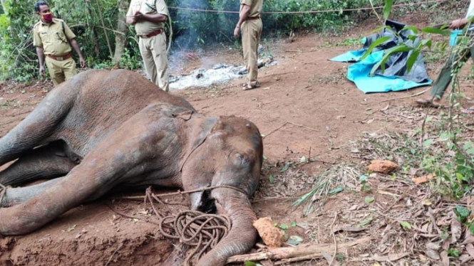 Tindakan Brutal Terhadap Gajah yang Sedang Hamil Bikin Selebriti Bollywood Geram (Foto Twitter @AkshayKumar)