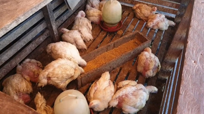 Astaga, Harga Daging Ayam di Kota Gunungsitoli Tembus Rp50 Ribu per Kg