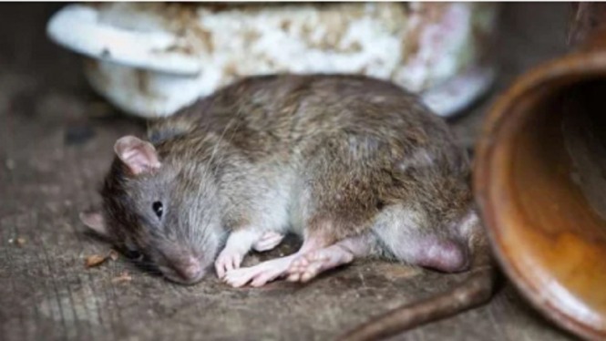Kesal dengan Ulahnya? Lakukan 4 Cara Ampuh Ini untuk Cegah Tikus Bersarang di Dapur (Foto Pixbay)