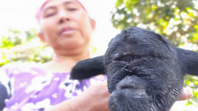 Bikin Geger warga, Anak Domba Bermata Satu Lahir di Sumedang (Foto istimewa)