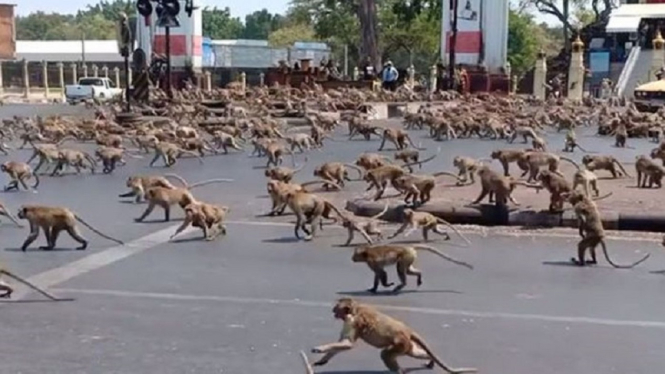Merinding, 6.000 Monyet Serbu Kota dan Mengamuk, Warga Hanya Bisa Sembunyi (Foto Khaosod)