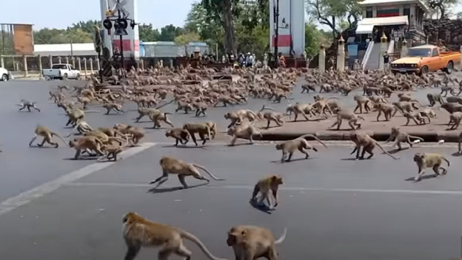 monyet thailand