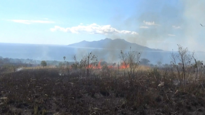 RATUSAN HEKTAR HUTAN TẺBAKAR