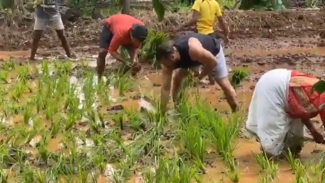 Begini Penampakan Salman Khan Saat Menjadi Petani dan Menanam Padi (Foto Tangkap Layar Video Twitter)