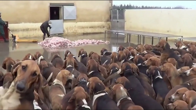 Video Viral Ratusan Anjing Bersabar Menunggu Waktu Makan Padahal Makanan di Depan Mata (Foto Tangkap Layar Video Instagram)