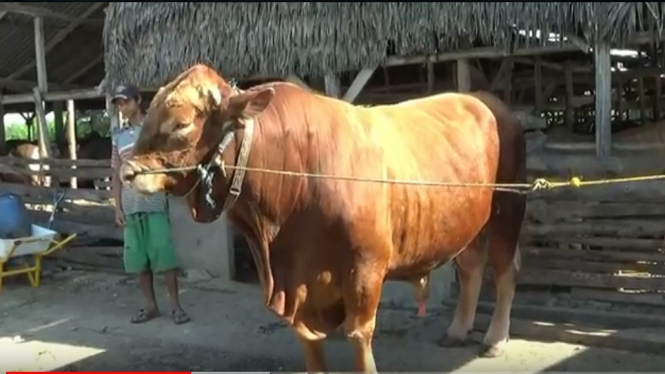 sapi kurban presiden untuk palembang (2)