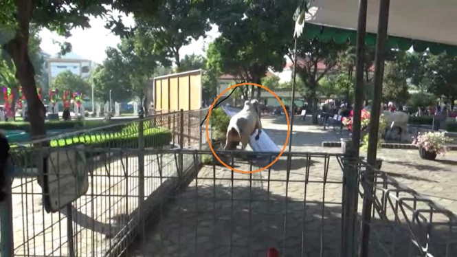 Sapi Kurban Ngamuk, Jemaah Masjid Al Akbar di Surabaya Ketakutan