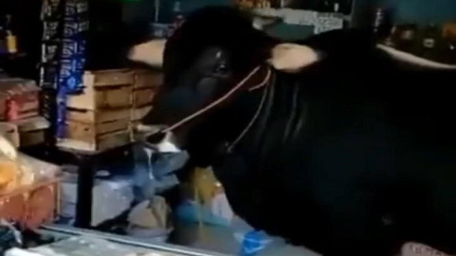 Video Viral Sapi Kurban Nyasar ke Warung, Netizen: Mau Jaga Warung? (Foto Tangkap Layar Video Twitter)