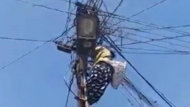 Video Viral, Tanpa Alat, Wanita Panjat Tiang Listrik Menyambung Kabel ke Rumah (Foto Tangkap Layar Video Instagram)