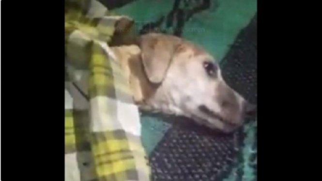 Menuai Kontroversi, Video Anak SMP Berubah Jadi Anjing Diselidiki Polisi, Ini Hasilnya (Foto Tangkap layar Video Instagram)