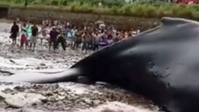 Video Viral Seekor Ikan Paus Raksasa Terdampar di Bibir Pantai Jadi Tontonan Warga (Foto Tangkap Layar Video Instagram)