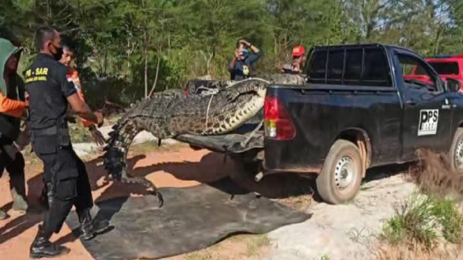 buaya 4meter ditangkap warga-bangka