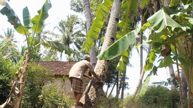 KAKEK BUTA PEMANJAT POHON KELAPA.