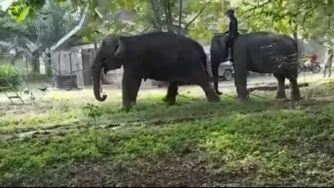 evakuasi gajah