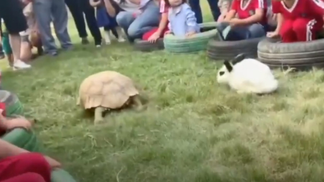 Begini Hasilnya Balap Lari Beneran Kelinci vs Kura-kura