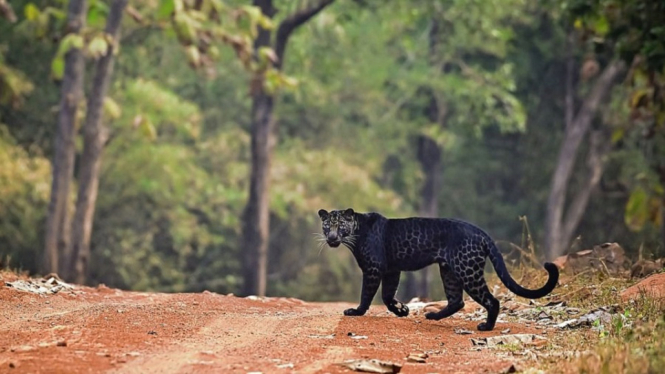 Hewan Langka Leopard Hitam Muncul di India