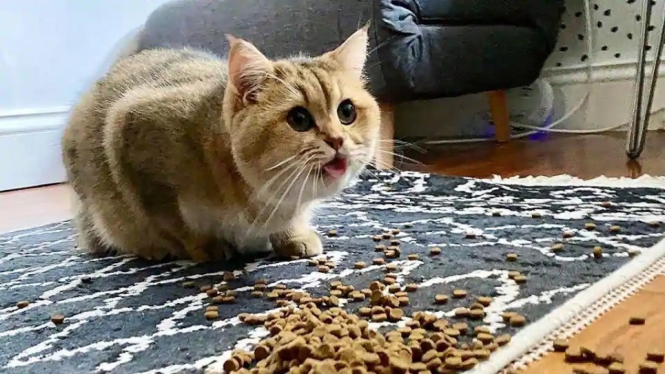 Video Viral Reaksi Seekor Kucing Saat Ada Orang Menumpahkan Makanan di Dekatnya (Foto Twitter)
