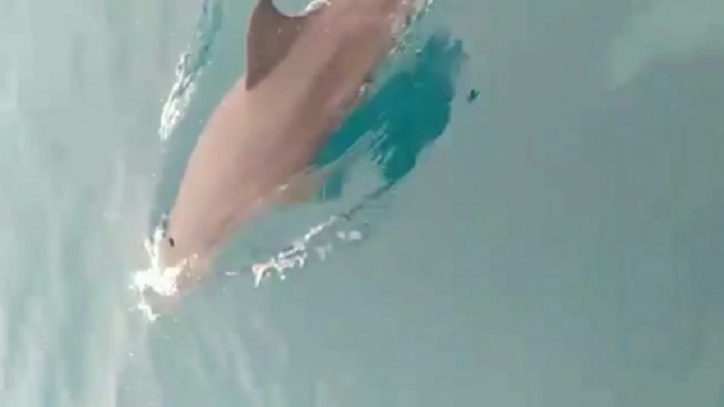 Lumba-lumba Kembali Muncul di Kepulauan Seribu. Pertanda Apa?
