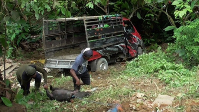 Pengemudi Tewas dan 2 Babi Mati, Usai Mobil Pengangkut Babi Terjun Bebas ke Jurang (Foto Istimewa)