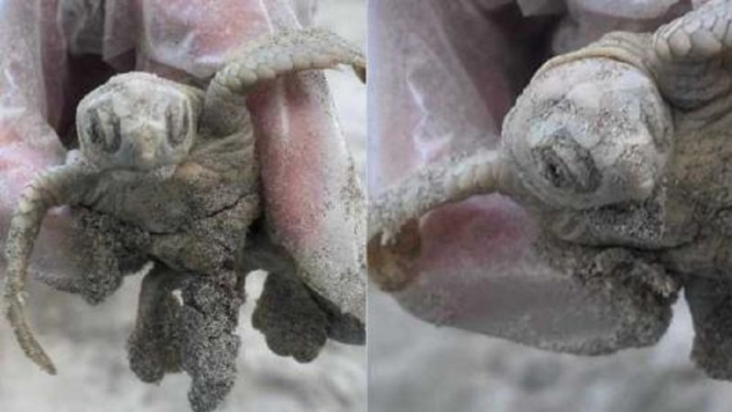 Penyu Putih Langka Menetas di Pantai Pulau Kiawah