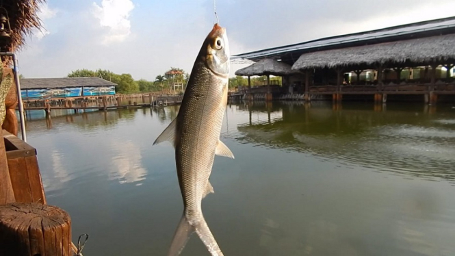 Bandeng Kropok Menu Tambak Pesisiran Gayeng Bebas Duri