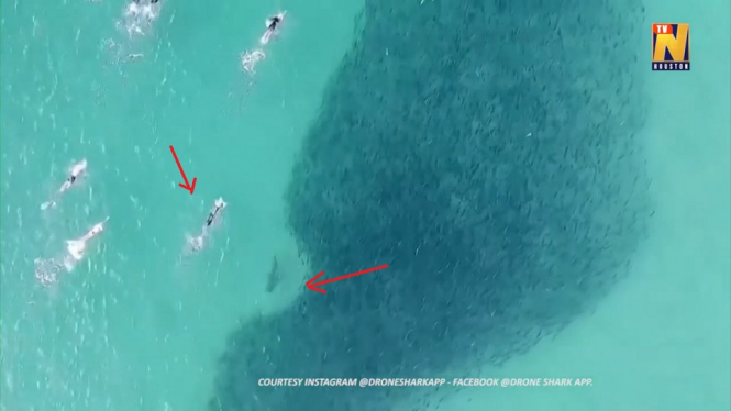 Video Viral Perenang Melewati Ribuan Ikan Salmon dan Hiu di Pantai Bondi Sydney (Foto Tangkap Layar Video)