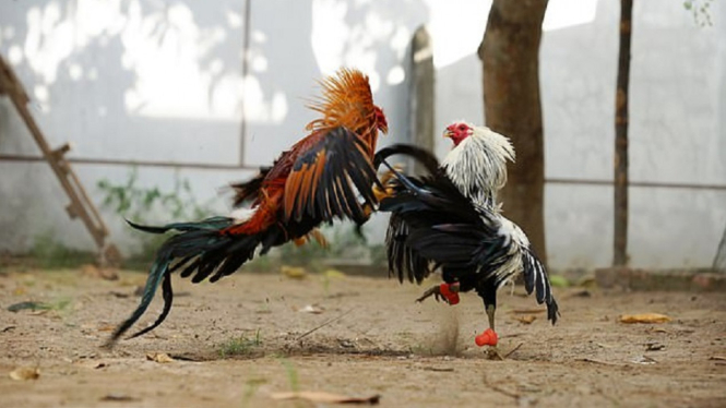 sabung ayam maut 1