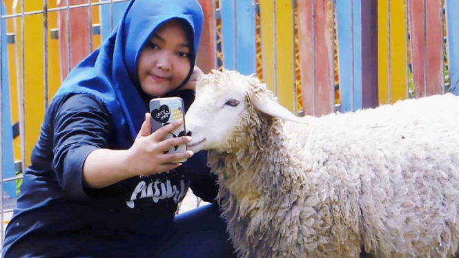 Wisata Ranch Domba Merino Bikin Gemas