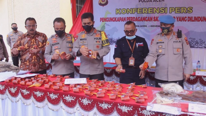 polda Aceh tangkap pemilik organ satwa dilindungi-1