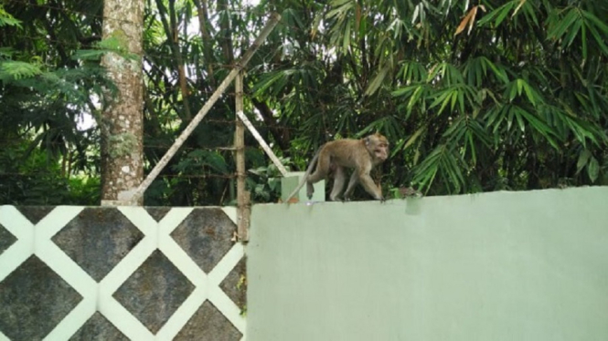 Warga Resah dan Curiga, Monyet Ekor Panjang Mulai Turun Gunung Merapi (Foto Istimewa)