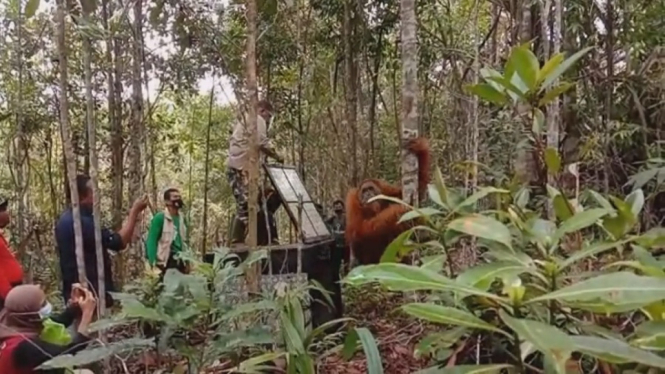 Orangutan nyasar ke perkampungan-Medan