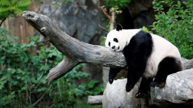 panda reuters