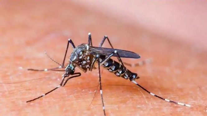 nyamuk malaria