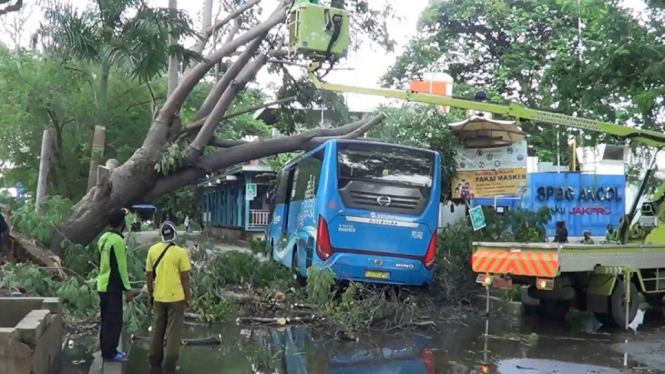 Bus Transjakarta Tertimpa Pohon Besar di Ancol, Jakarta Utara