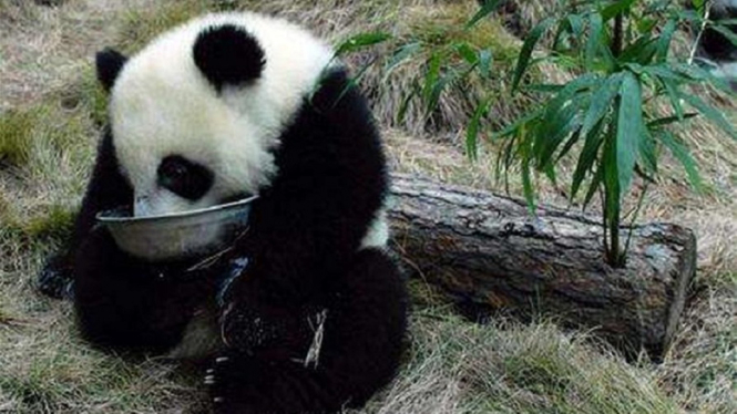 Xin Xing Panda Tertua Di Dunia Meninggal, Usianya 133