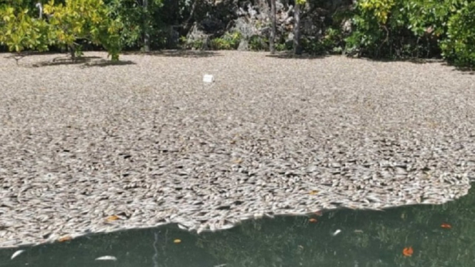 Merinding, Ribuan Ikan Kecil Mati Mendadak di Kawasan Wisata Raja Ampat